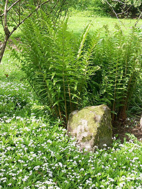 Träjon (Dryopteris filix-mas) och myskmadra (Galium odoratum) i vacker skuggplantering – lättodlade skuggväxter, ormbunkar och marktäckare för woodland i vandrande skugga.