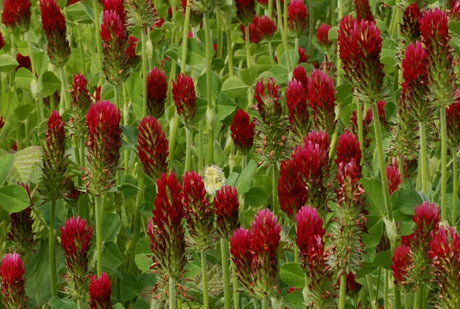 Blodklöver (Trifolium incarnatum) – kvävesamlande, kvävefixerande gröngödslingsväxt med kraftigt rotsystem som förbättrar jordens bördighet, struktur och mullhalt, ideal mellan rader.
