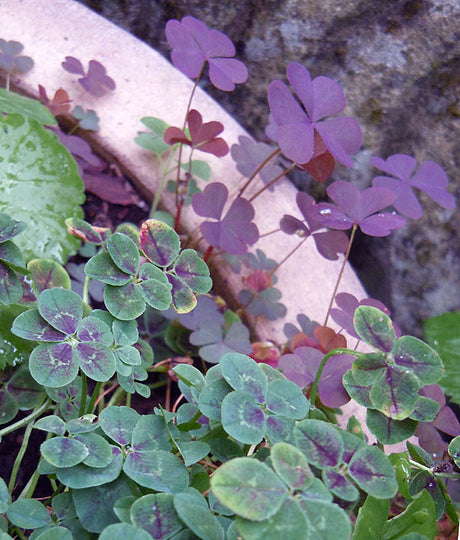 Vitklöver (Trifolium repens pentaphyllum) – prydnadssort med femfingrade, brokiga blad; härdig, kvävefixerande bifoderväxt med honungsdoftande blommor för pollinatörer; utmärkt marktäckare i soligt läge.