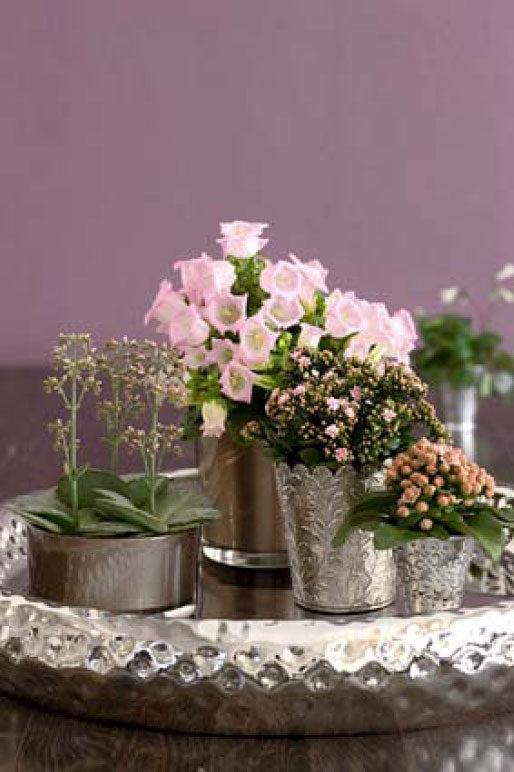 Harmonisk och enhetlig dekoration: tre suckulenta Kalanchoe i varierade höjder med Campanula i eleganta ytterkrukor av silver och färgat glas – klassisk, diskret och lättskött.