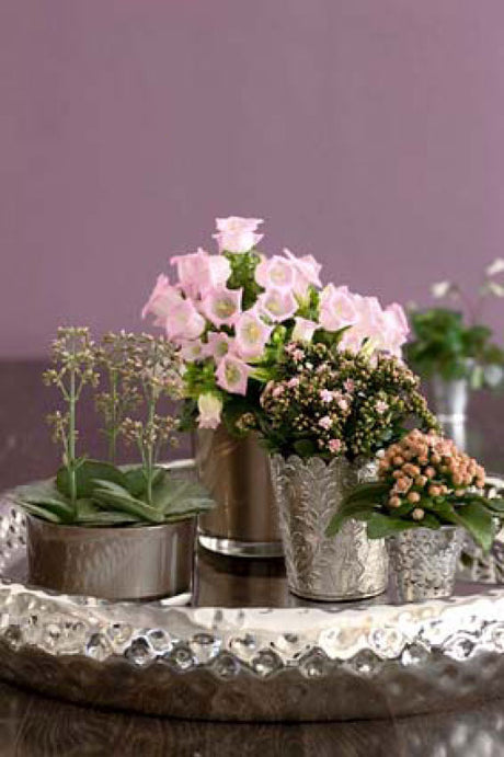 Harmonisk och enhetlig dekoration: tre suckulenta Kalanchoe i varierade höjder med Campanula i eleganta ytterkrukor av silver och färgat glas – klassisk, diskret och lättskött.