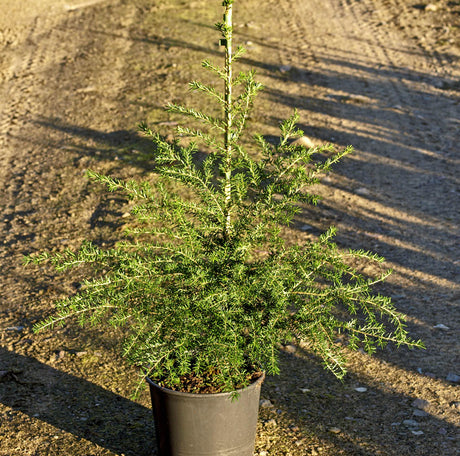 Jättehemlock (Tsuga heterophylla) fk Södra Hagunda – städsegrön, mjukbarrig och snabbväxande med svepande grenar och hängande topp; tålig till zon 4, ideal i park, större trädgård, woodland eller som klippt häck.