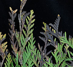 Phytophthora lateralis på tuja i Sverige – mörka brunsvarta skottfläckar och rotangrepp; sprids via vattendroppar. Förebygg: rotvattna, förbättra dränering, klipp bort och bränn. Risk: importerade stora tujaplantor.