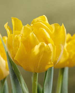 Tulpan Monte Carlo i vas – svenskodlad tulpanbukett för nyår och Tulpanens dag; krispiga tulpaner, fråga efter en svensk tulpan, hållbar odling i Sverige.