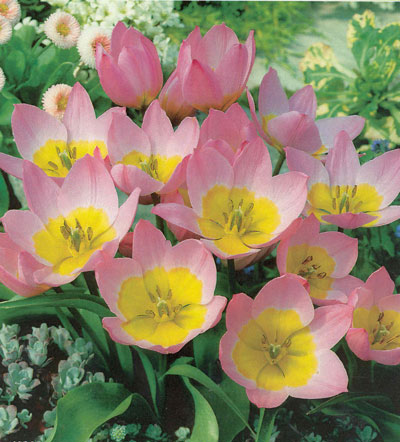 Flerårig tulpan Tulipa saxatilis – vildart för förvildning som återkommer år efter år; botanisk tulpan som trivs i väldränerad, sandblandad jord och planteras på hösten.