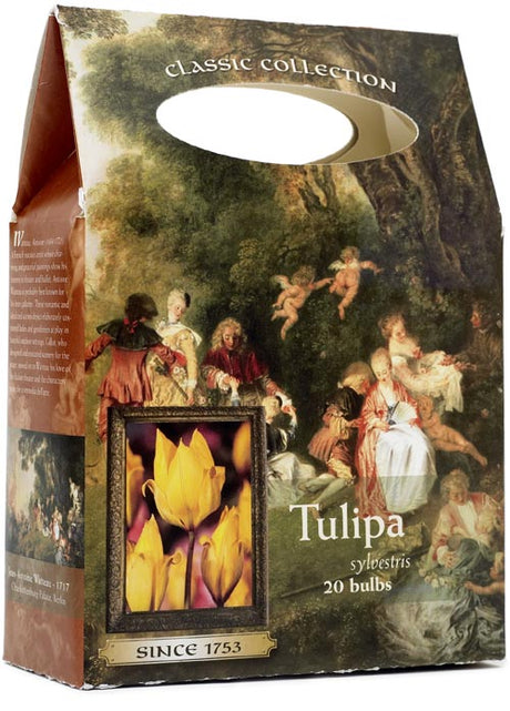 Weibulls Historiska tulpaner – tulpanens historia i Sverige: blomsterlök från 1500-talet, enkel form och ren färg; del av 16 utvalda sorter, inspirerad av tulpanmanin i Holland.