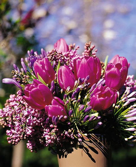 Tulipa 'Purple Flag' – lila tulpan i bukett, vacker att kombinera med ranunkler i februari; högsäsong jan–apr. Skötselråd: snitta rakt, kallt vatten, byt dagligen, undvik frukt/etylen.