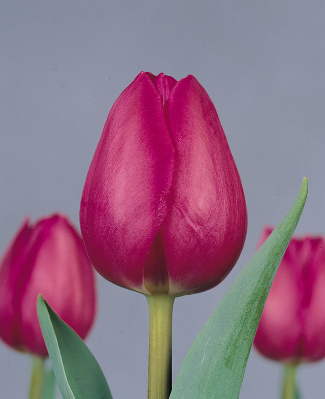 Tulpanen 'Leen van der Mark' – Triumph-tulpan, klarröd med gula/vita kanter; svensk favorit 2008 på Blomsterfrämjandets topplista, vårblomning, snittblomma; Tulpandagen 15 januari; skötselråd: kallt vatten, raka snitt.