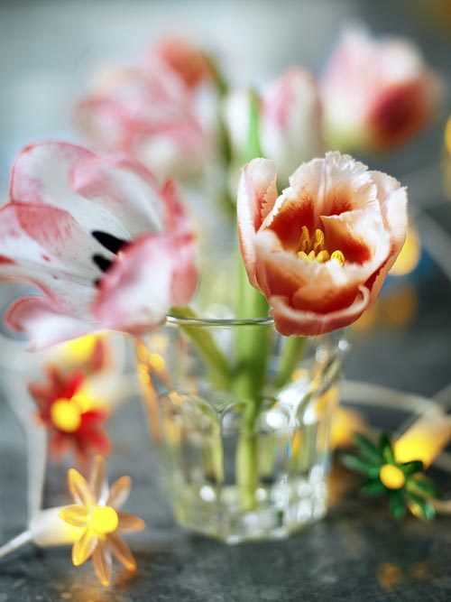 Färgglada tulpaner i bukett – Tulipa (Liliaceae), klassiska vårens snittblommor från Centralasien; skötsel: snitta om stjälkar, kallt vatten, svalt på natten.
