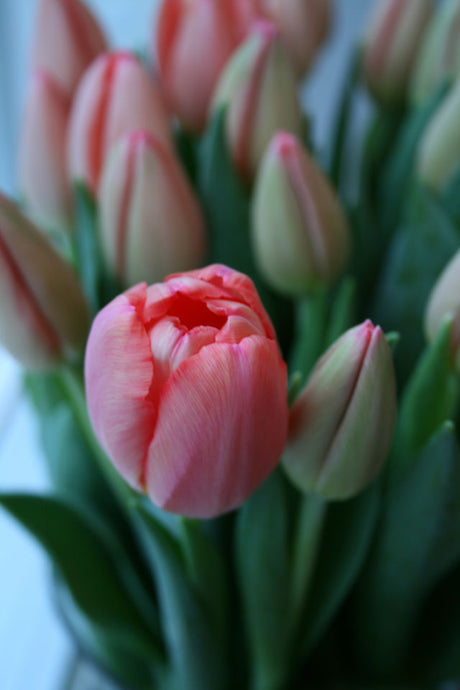 Bukett med röda tulpaner till Alla hjärtans dag – svenskodlade blommor, perfekt present som visar kärlek och omtanke; tips från Blomsterfrämjandet och Sankt Valentin
