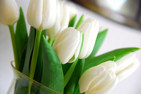 Vita tulpaner White Dream i vas på bord – svenskodlade snittblommor av hög kvalitet för vintersäsongen; inspiration och skötselråd om snitt och kallt vatten på Tulpanguiden.