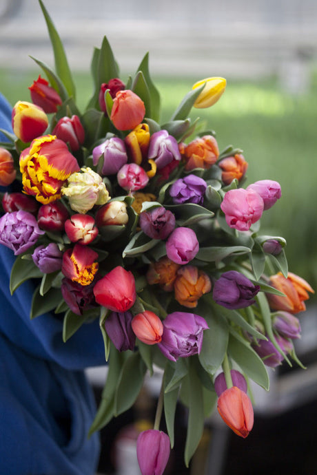 Färgglad bukett svenska tulpaner – Tulpanens Dag 15 januari; Blomsterfrämjandet, närproducerade, klimatsmarta och hållbara blommor som kickstartar tulpansäsongen