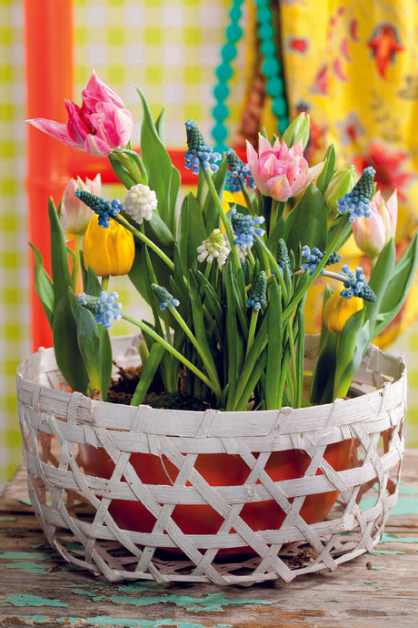 Påskdekoration med tulpaner och pärlhyacinter – färgstark påskbukett av blomsterlökar från Blomsterfrämjandet, påskinspiration för dukning inne och entré ute.