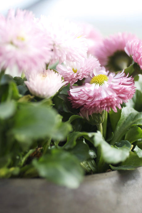 Tusensköna (Bellis perennis) i kopparkruka – färgstark, lättskött vårblomma som tål kyliga nätter; för sol till halvskugga och tidig vårplantering i kruka, rabatt eller balkonglåda.