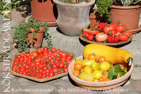 Tyras växthus och potager med kulturarvstomater/kulturarvssorter (heirlooms): Wapsipinicon Peach, Costoluto Genovese, Summer Cider och vildtomater – odla öppet pollinerade, ta eget frö, bevara biologisk mångfald