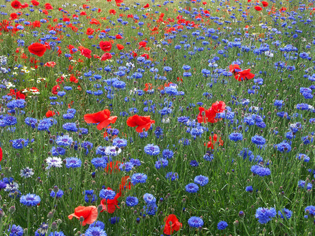 Vallmoåker med blåklint – sommarblommor att direktså från sommarblomsterfrön; vackra snittblommor för buketter som gynnar pollinerare i trädgården.