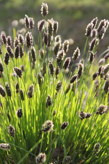 Vårälväxing (Sesleria heufleriana), blågrönt prydnadsgräs med tidig vårblomning och svartvioletta blomax; skötselfri, härdig perenn för sol–halvskugga i rabatt och stenparti.