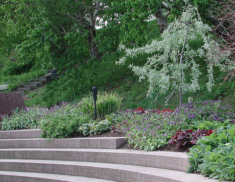 Silverrabatten i Göteborgs Botaniska trädgård: silverpäron Pyrus salicifolia ’Pendula’ över en halvskuggig perennplantering med silvriga blad – Heuchera, Pulmonaria, Hosta, lammöron Stachys byzantina och Miscanthus.