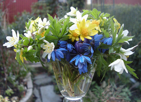 Vårblommor i vacker vas – Mors dag-bukett med naturlig och personlig känsla. Buketter med kärlek, plockade från trädgården och naturen för ett minnesvärt firande.