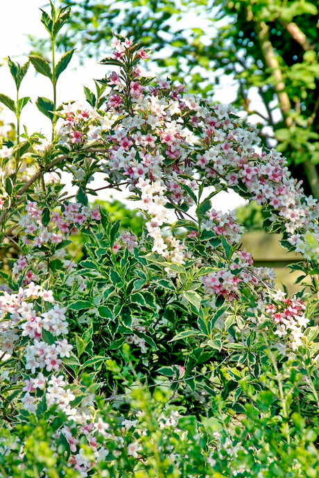 Brokbladig prakttry (Weigela) ’Nana Variegata’ i blomning maj–juni i blandad rabatt; rosa blommor och vitkantade blad; ideal för låg häck, sol–halvskugga och väldränerad jord; bäst i zon 2, lockar pollinatörer.
