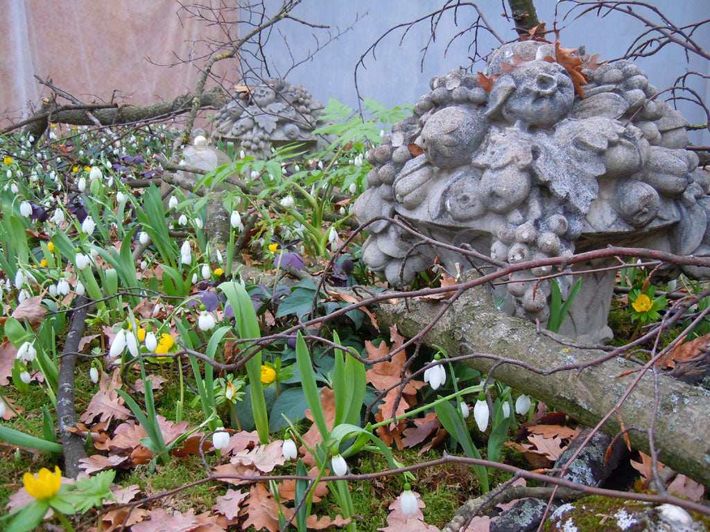 Snödroppar i vårlig lund på Trädgårdsföreningen, Göteborg – utställningen "Snödroppar som du aldrig sett dem förut" av Hannu Sarenström med julrosor, vintergäck, snöklockor, bokhäckar och ruinromantik.