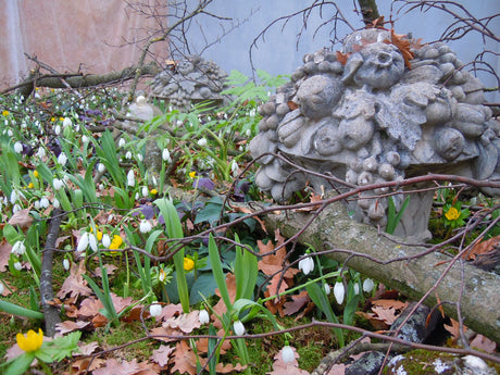 Snödroppar i vårlig lund på Trädgårdsföreningen, Göteborg – utställningen "Snödroppar som du aldrig sett dem förut" av Hannu Sarenström med julrosor, vintergäck, snöklockor, bokhäckar och ruinromantik.