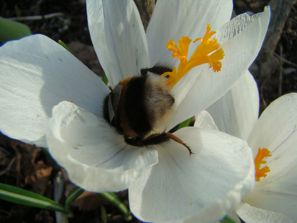 Vårrusig, pollenpudrad humla i krokus som samlar nektar med buzz pollination i vårträdgården – trött paus men ingen pollen-koma; trädgård och odling
