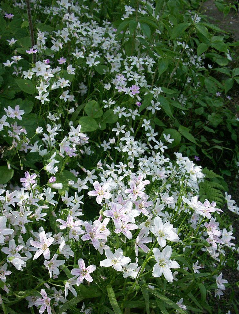 Vårsköna (Claytonia sibirica) – naturlig, lågväxande marktäckare för skugga med vitrosa vårblommor; trivs i lätt, fuktig och gärna sur jord, perfekt under buskar och tillsammans med rhododendron i skuggig trädgård.