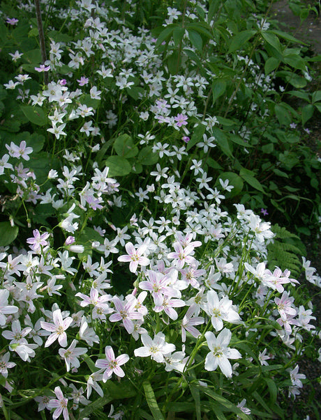Vårsköna (Claytonia sibirica) – naturlig, lågväxande marktäckare för skugga med vitrosa vårblommor; trivs i lätt, fuktig och gärna sur jord, perfekt under buskar och tillsammans med rhododendron i skuggig trädgård.