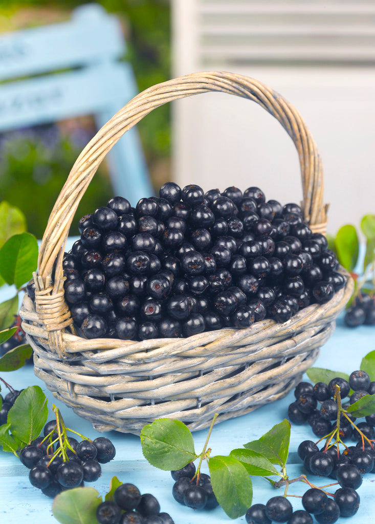 Aronia – 'Glorie' (Aronia melanocarpa) och 'Rubina' (Vitamine Berry): lättskött buske med vacker höstfärg och nyttiga bär rika på antioxidanter, vitaminer C och K – perfekt för saft, sylt, gelé och torkning.