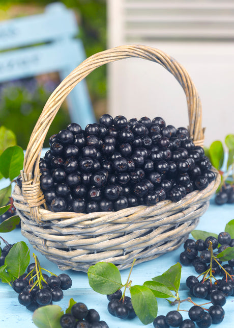 Aronia – 'Glorie' (Aronia melanocarpa) och 'Rubina' (Vitamine Berry): lättskött buske med vacker höstfärg och nyttiga bär rika på antioxidanter, vitaminer C och K – perfekt för saft, sylt, gelé och torkning.