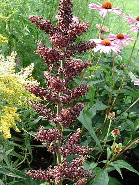 Svart nysrot (Veratrum nigrum) tillsammans med kransveronika (Veronicastrum virginicum) med långa blomspiror – pollinatörsvänliga, höga perenner som lockar fjärilar och bin i solig, näringsrik rabatt.