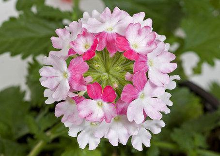 Verbena Lanai Pink Twister – tvåfärgade rosa karamellblommor som prunkar hela sommaren i kruka, urna eller ampel på balkong och uteplats; tålig i sol och blåst, trivs i väldränerad näringsrik jord. Foto: Blomsterfrämjandet/Syngenta