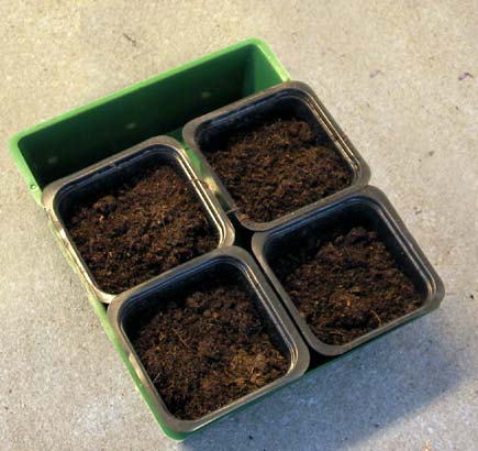 Vermiculite för förkultivering: sådd inomhus på näringsrik jord ger jämn fukt, syre och snabb groning av ljusgroende frön