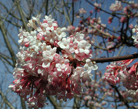 Hybridkejsarolvon, Viburnum x bodnantense 'Dawn', med rosa, doftande vinterblommor på bar kvist – en tidigblommande, vinterblommande buske som lyser upp vinterträdgården i svenska klimat.