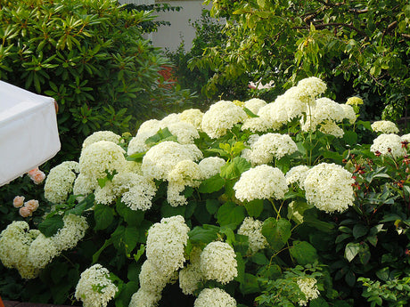 Vidjehortensia Hydrangea arborescens ‘Annabelle’ med stora vita blomklasar i höstträdgård – hortensia höstfavorit, härdig höstblommande buske för sensommar och höst.