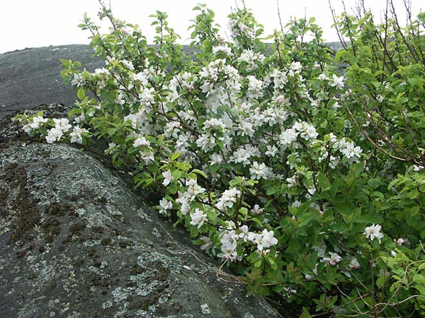 Vildapel (Malus sylvestris) på Hönö i kustklimat – vind- och salttåligt träd för vindutsatta lägen; tål saltstänk, robust i zon 5, perfekt för kustträdgård och vindskydd.