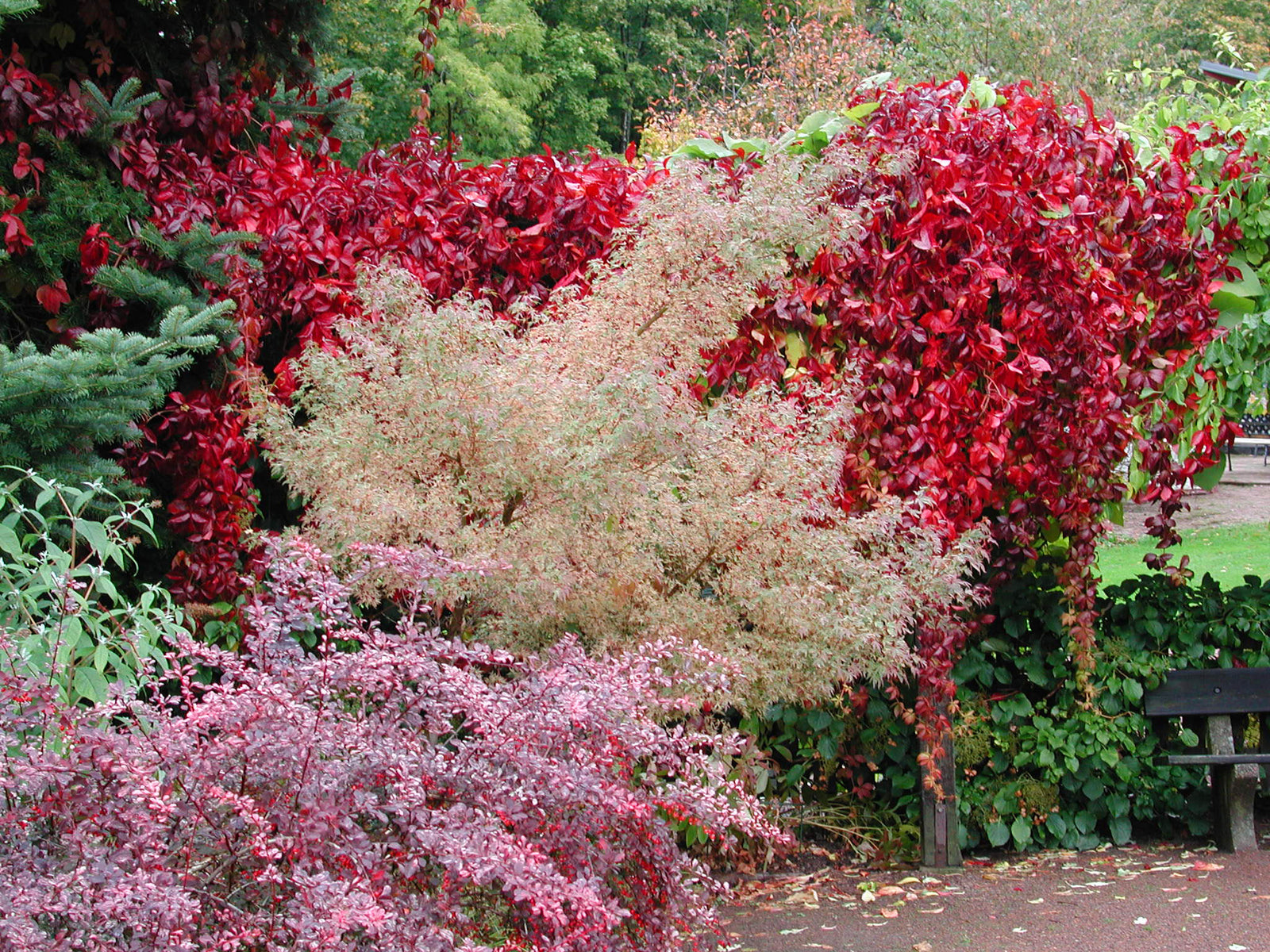 Vildvin och höstvackra buskar i Botaniska trädgården – färgsprakande höstfägring som inspirerar till trädgårdsarbete på hösten: plantera blomsterlökar, dela perenner, sätt prydnadsgräs och beskära träd och buskar.
