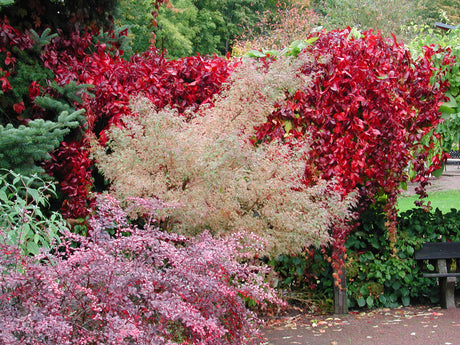 Vildvin och höstvackra buskar i Botaniska trädgården – färgsprakande höstfägring som inspirerar till trädgårdsarbete på hösten: plantera blomsterlökar, dela perenner, sätt prydnadsgräs och beskära träd och buskar.