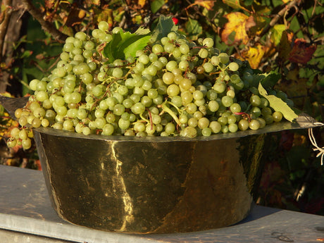 Vindruvor i solen, närbild framifrån, på vinranka (Vitis vinifera) i svensk trädgård – härdiga staketdruvor, odla vindruvor mot varm vägg för riklig skörd.