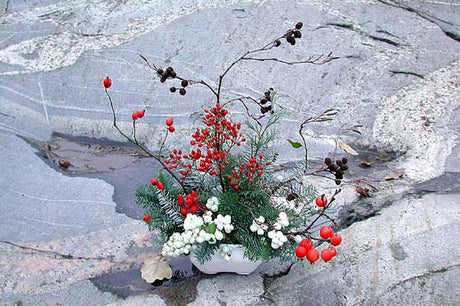 Vintervas: rödvitt vinterarrangemang i vit porslinskål med koreagran (Abies koreana), blå fjädercypress (Chamaecyparis pisifera 'Squarrosa'), snöbär, bukettapel, nypon, oxelbär och alkottar – grönt guld för vinterbuketter
