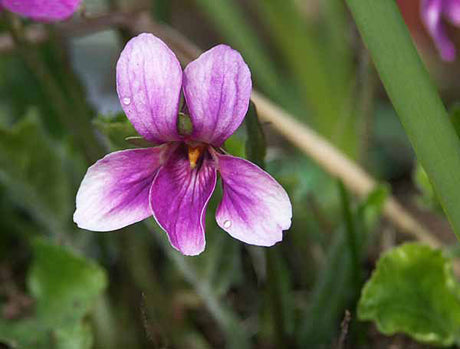 Viola odorata 'Barbro' doftviol – rosa namnsort av luktviol, doftande perenn med vintergröna hjärtlika blad; utmärkt marktäckare som sprider sig med utlöpare i halvskugga på fuktig, humusrik jord; vårblomning april–maj.