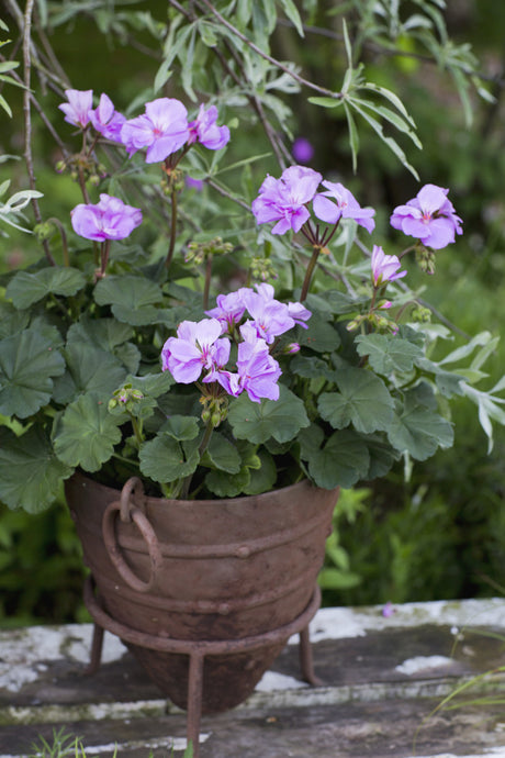 Pelargonium x hortorum Moonlight-serien ‘Violino’ – Årets Pelargon 2015; zonalpelargon med ljust violetta blommor och mörkgröna, purpurskimrande blad; lättskött, kompakt och tålig i svenska somrar.