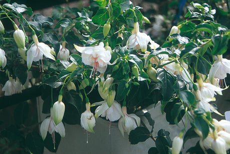 Vit fuchsia (Fuchsia x hybrida) i vit kruka – lättskött utplanteringsväxt för halvskugga, väldränerad jord och riklig sommarblomning på balkong och i trädgård.