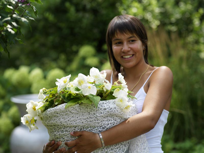 Vit hängbegonia (Begonia x tuberhybrida, Pendula-gruppen) i vit ampelkorg – lättskött ampelväxt och knölbegonia för balkong och trädgård; halvskugga, vindskyddad, jämn vattning, sparsam gödsling.