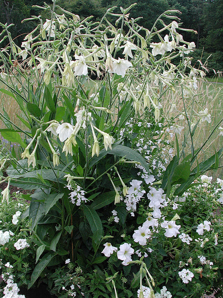 Vit stengodskruka med blomstertobak (Nicotiana x sanderae ‘Fragrant Cloud’), rabattlobelia (Lobelia x speciosa), vita petunior och hängverbena – doftande, lättskött sommarplantering för uteplats och entré.