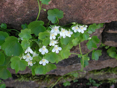 Vit murreva (Cymbalaria muralis) i stenmur – låg, mattbildande marktäckare med vita blommor som frösår sig; ideal för murar, stenpartier och markfogar i väldränerad, kalkrik jord.