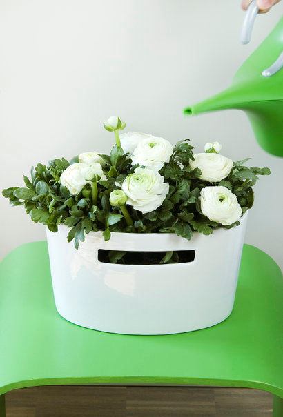 Vit ranunkel i bukett med bladgrönt – inspiration till Alla hjärtans dag; vita snittblommor från Blomsterfrämjandet med vaxblomma och vitbrokigt Pittosporum.