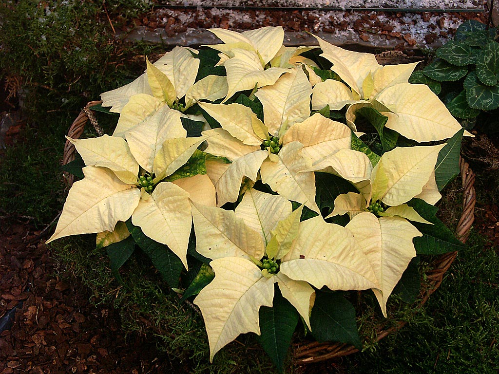 White poinsettias (vita julstjärnor) in an elegant white winter arrangement for New Year’s, with icy silver decorations, moss over LECA, and cool white-blue accents
