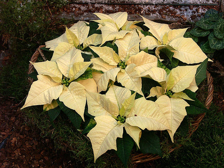 White poinsettias (vita julstjärnor) in an elegant white winter arrangement for New Year’s, with icy silver decorations, moss over LECA, and cool white-blue accents